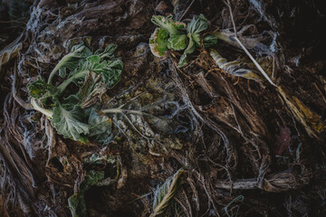 Dead and decaying plants in a garden