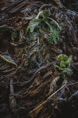 A close up of frosty and decaying leafy vegetables