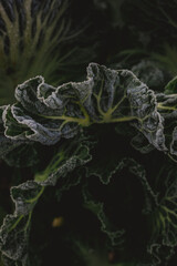 Close up of frosted edges of ruffled green vegetables