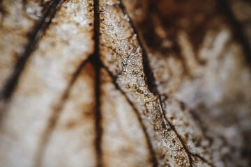 Close up of cells on a brown leaf