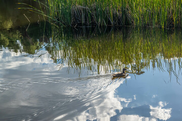 A Mallard in Tucson, Arizona
