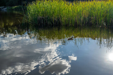 A Mallard in Tucson, Arizona