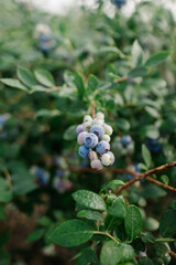 blueberry patch with cluster of berries covered in dew