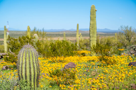 A long slender Saguaro Cactus in Picacho Peak SP, Arizona