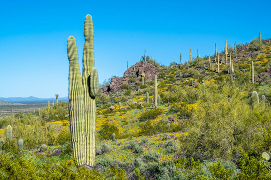 A long slender Saguaro Cactus in Picacho Peak SP, Arizona
