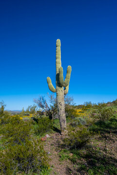 A long slender Saguaro Cactus in Picacho Peak SP, Arizona