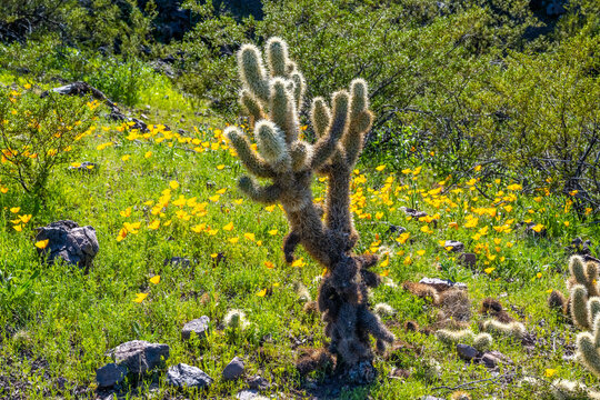 A Teddy Bear Cholla in Picacho Peak SP, Arizona
