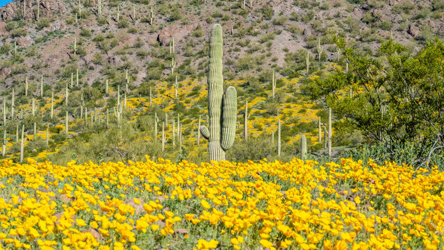 A long slender Saguaro Cactus in Picacho Peak SP, Arizona