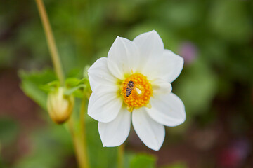 Honey bee keeping nectar on white Dahlia