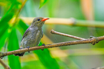orange-bellied flowerpecker (Dicaeum trigonostigma) perching on branch