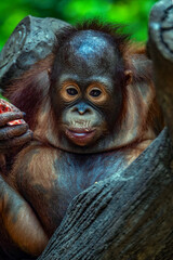 Portrait of baby bornean orangutan