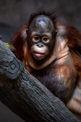 Portrait of baby bornean orangutan