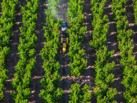 tractor spraying pesticides on peach plantations