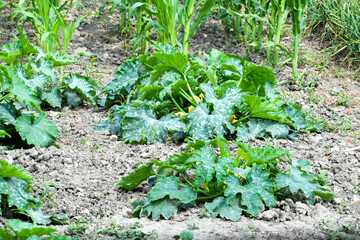 Vegetable garden with zucchini and corn.