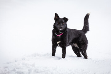 Obraz premium Black domestic dog in winter snow storm