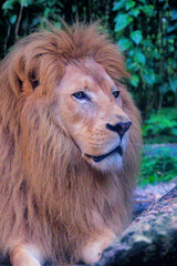 Portrait of a strong male lion