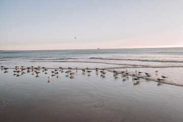 Seagulls on the beach at sunrise in Florida