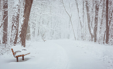 Park bench and path lined with trees in winter snow storm