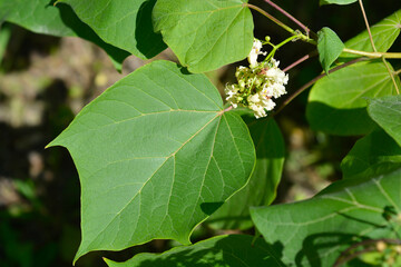 Obraz premium Yellow catalpa flowers and leaves