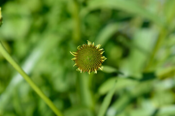 Yellow coneflower flower bud