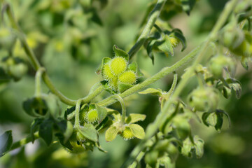 Cretan Blue hounds tongue seeds