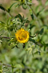 Spiny starwort flower