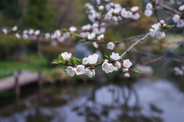 水, 木, 自然, 風景, 森, いけ, 公園, 草, 庭, 空、北海道、函館、春、さくら、桜