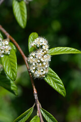 Willow-leaved cotoneaster branch with flowers