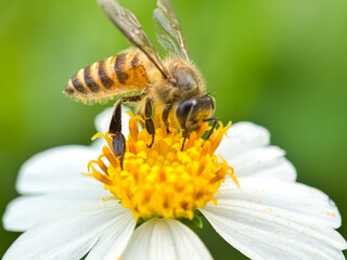 Close up of bees sucking flower nectar, Asian honey bees (Apis cerana)