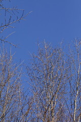 青空の下で葉が落ちた落葉樹