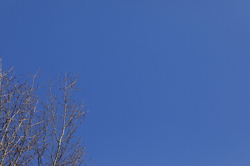 青空の下で葉が落ちた落葉樹