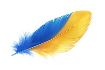Single blue and yellow bird feather isolated on white.