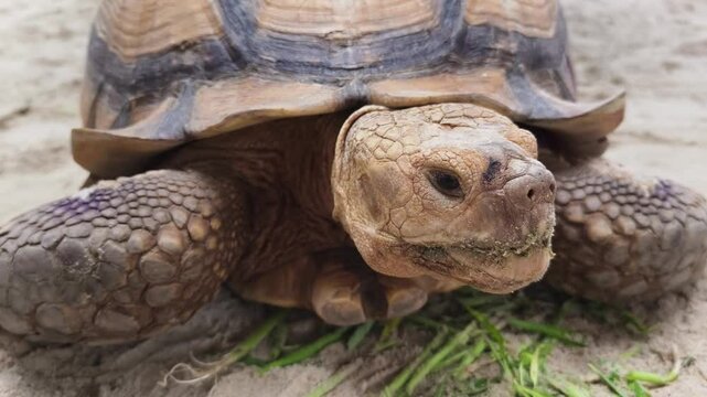 Large brown sea turtle in its natural habitat