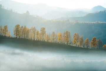 Misty autumn morning reveals a serene forest panorama in soft, muted light.