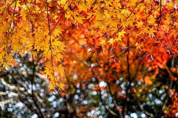 Close up of autumn colored maple leaves hanging on the trees against blurred trees and sky backgrouond
