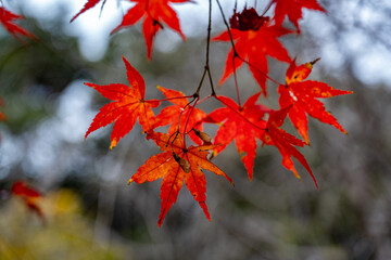 Close up of autumn colored maple leaves hanging on the trees against blurred trees and sky backgrouond