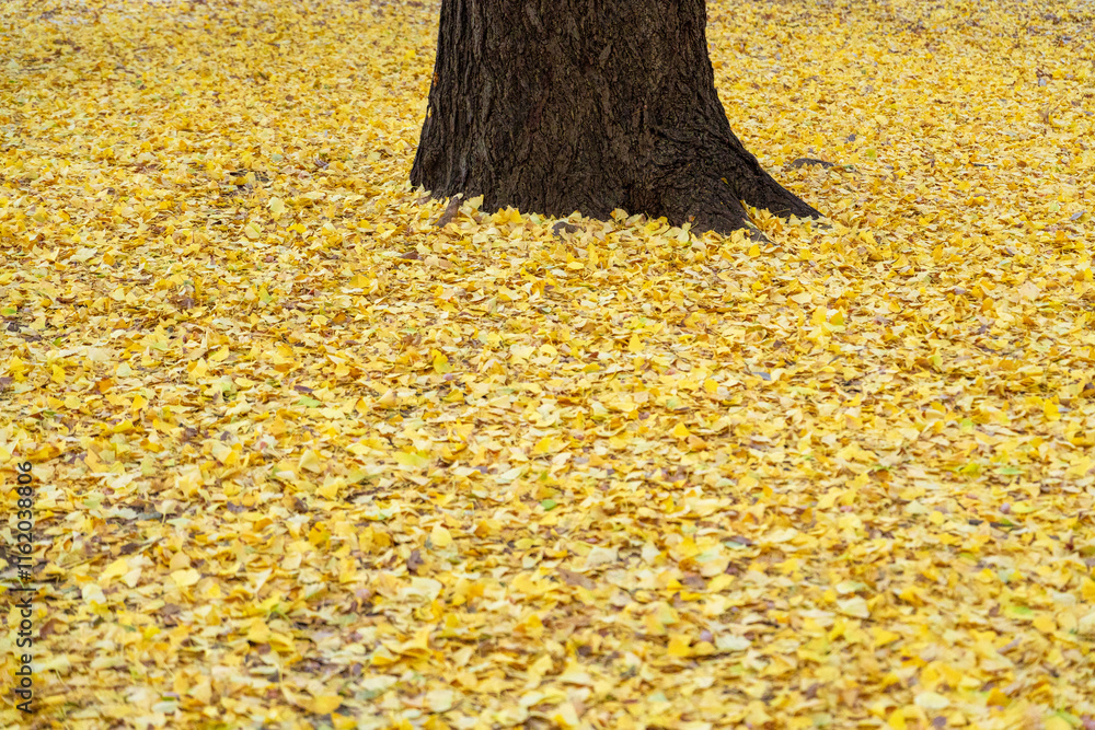 Wall mural Close up of yellow gingko leaves fallen on the ground