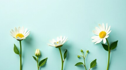 Fototapeta premium A serene arrangement showcasing the life cycle of daisies against a tranquil pastel background