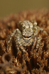 Closeup on a cute hairy Fencepost jumping spider, Marpissa muscosa on wood