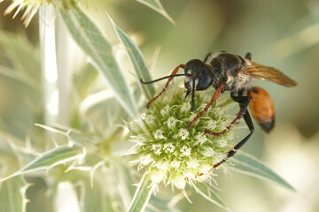 Closeup on one of the large Mediterranean digger wasps, Sphex species, feeding on a field eryngo, Eryngium campestre