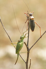 Closeup on a male and female large Western Saddle Bush-Cricket, Ephippiger diurnus climbing in the vegetation