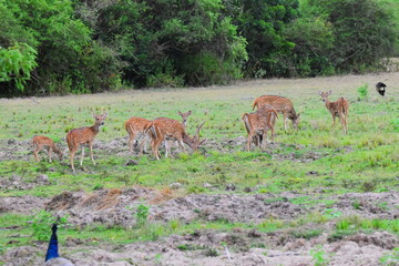 Amazing Wildlife of Sri Lanka