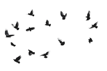 A group o dark pigeons isolated on a transparent background