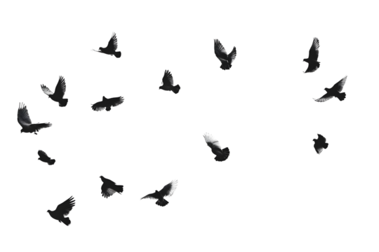 A group o dark pigeons isolated on a transparent background