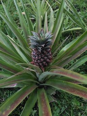 Fototapeta premium A ripe, yellow pineapple, a sweet and juicy tropical fruit, grows fresh on a green plant in a natural garden setting