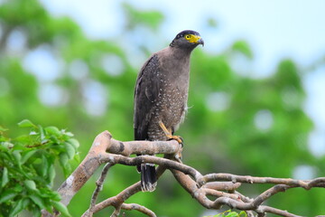 Amazing Wildlife of Sri Lanka