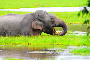 Amazing Wildlife of Sri Lanka