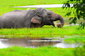 Amazing Wildlife of Sri Lanka