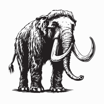 Woolly Mammoth Image vector Isolated on White Background Stock Illustration .