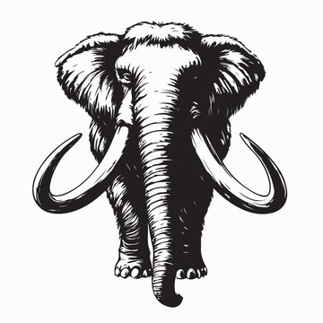 Woolly Mammoth Image vector Isolated on White Background Stock Illustration .